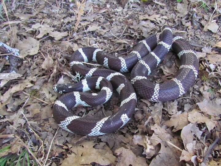California Kingsnake